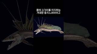 어류  07 돛란도어Longnose lancetfish [upl. by Oner565]