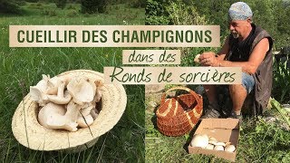 Des champignons dans des ronds de sorcière [upl. by Kanya291]