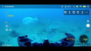 Underwater Drone footage off Gladstone QLD  Tuskies Red Emperor Trout Cobia  FIFISH VEVO ROV [upl. by Aelanna801]