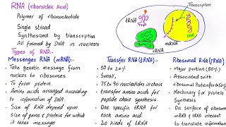 RNA  ribonucleic acid  types of RNA  mRNAtRNArRNA  class 11 [upl. by Eentroc]