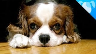 Cavalier King Charles Spaniel Facts [upl. by Mika]