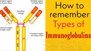 Immunoglobulins Types  Mnemonic  Medico Darshil  How to remember types of immunoglobulins [upl. by Aserej767]