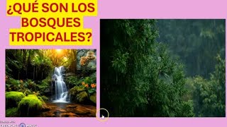 QUÉ SON LOS BOSQUES TROPICALES [upl. by Amron]