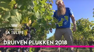 Druivenplukken 2018 [upl. by Berny]