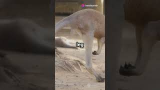 Fun Facts About Kangaroos You Didnt Know funfacts animals didyouknow trivia [upl. by Aiza]