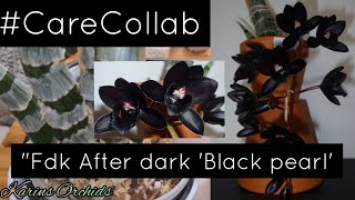 Fdk After Dark SVO Black Pearl FCC CareCollab [upl. by Dwinnell]