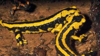 Salamandra salamandra terrestris [upl. by Hannahs355]