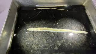 Phylum Nematoda Ascaris dissection [upl. by Nauqad]