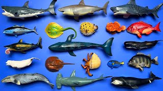 Megalodon Blue Whale Tiger Shark Blue Tang Horseshoe Crab Sea Bream Hermit Crab etc MN007 [upl. by Juan618]