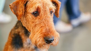 Airedale Terriers Good Guard Dogs [upl. by Malinda]