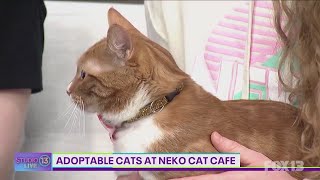 Adoptable cats at Neko cat cafe  Studio 13 Live [upl. by Steinke]