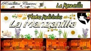 Los Beneficios de las Infusiones de Manzanilla Remedios para el Hígado y Dolores Intestinales [upl. by Yalahs323]