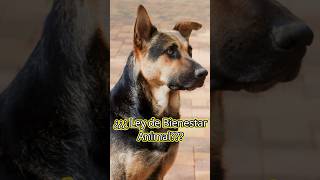 ¿QUIEN ES EL DUEÑO LEGAL DE UN PERRO SEGÚN LA LEY DE BIENESTAR ANIMAL EN ESPAÑA 2023 [upl. by Gnilsia468]