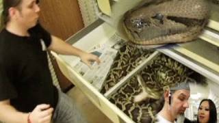 Snake Bytes TV  Huge Snakes  SnakeBytesTV [upl. by Linehan566]