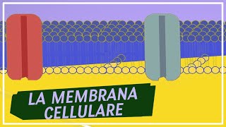 Membrana Plasmatica Composizione e fluidità  Pillole di scienza [upl. by Dhiren]