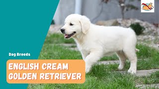 English Cream Golden Retriever A Complete Visual Guide To This Stunning Dog [upl. by Tillinger]