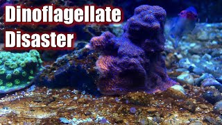 Red Sea Reefer 350 Update  Dinoflagellate Nightmare  Dino X Dosed [upl. by Rehteh]