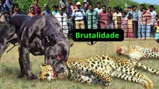 ATAQUES BRUTAIS  Senas Intensas de Leopardos atacando cachorros [upl. by Ynohta]