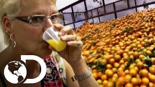 Dentro de una fábrica de jugo de naranja  ¿Cómo lo hacen  Discovery Latinoamérica [upl. by Allesig]