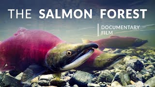 The Salmon Forest  Tongass National Forest  Alaska Nature Documentary [upl. by Calvinna]