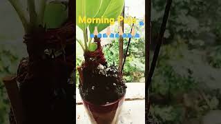 Puja YachanaMorning Puja youtubeshorts youtubers shortvideo shorts short [upl. by Danny]