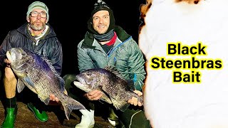 Bait Demo Poenskop  Black Steenbras  Black Musselcracker [upl. by Idola]