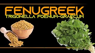 INFORMATION 68  FENUGREEK TRIGONELLA FOENUM GRAECUM [upl. by Ecnerual166]