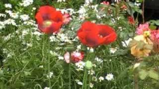 Papaver somniferum the opium poppy [upl. by Rod249]