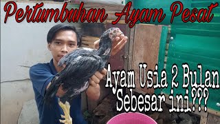 TIPS AGAR AYAM BANGKOK CEPAT BESAR  Tips Sukses Berternak Ayam Bangkok Part 1 [upl. by Oelc]