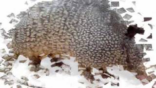 los armadillos de la sierra ♣♣ corrido de dorado♣♣ [upl. by Sprague]