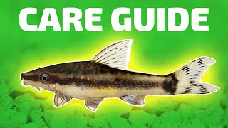 Otocinclus Catfish Care Guide  Aquarium CoOp [upl. by Halihs795]