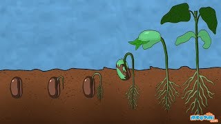 What is Germination of Seed  Plant Science for Kids  Educational Videos by Mocomi [upl. by Naiviv]