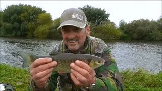 CHUB FISHING RIVER TRENT COLLINGHAM  VIDEO 46 [upl. by Dawn51]