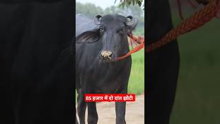 85 हजार में दो दांत झोटी with Top Quality at Godara Dairy Farm 8607219729 [upl. by Nhar]