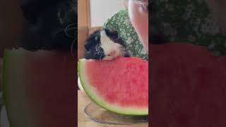 Adorable Guinea Pig Munches On Watermelon 💕 [upl. by Ariaet41]