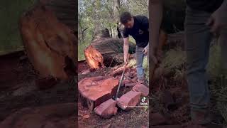 adventure woodchopping lumberjacks fyp [upl. by Cut]