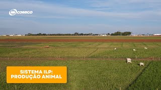 Sistema ILP com panicuns resultado de produção animal [upl. by Llacam420]