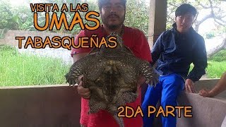 Visita a las UMAS tabasqueñas 2da parte [upl. by Hallee]