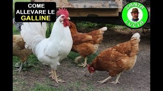 COME ALLEVARE LE GALLINE [upl. by Shane439]