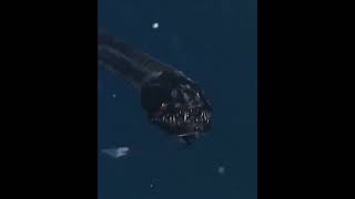 Meet the black dragonfish of the deep sea [upl. by Schwab]