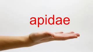 How to Pronounce apidae  American English [upl. by Meagan]