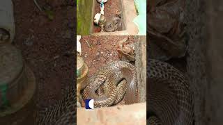 വാട്ടർ മീറ്ററിൽ മൂർഖൻ പാമ്പ് vavasuresh snakemaster [upl. by Lower538]