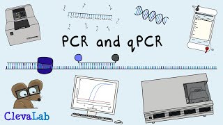 What is PCR and qPCR  PCR Animation [upl. by Anaeco]