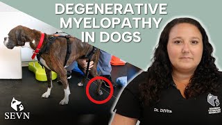 Degenerative Myelopathy in Dogs [upl. by Mirelle850]