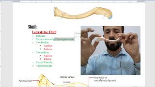 Clavicle bone  anatomy of clavicle bone  clavicle bone external features [upl. by Luzader179]