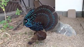 Palawan Peacock Pheasants mating time [upl. by Benenson351]