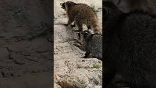 Raccoons Intriguing Facts About Natures Clever Foragers [upl. by Dahij]