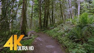 4K Virtual Forest Walk  5 Hours Walking in the Woods Grand Ridge Trail Issaquah WA [upl. by Lokim648]