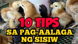 10 Tips sa Pagaalaga ng Sisiw  Free range chicken  Practical Tips [upl. by Riba519]