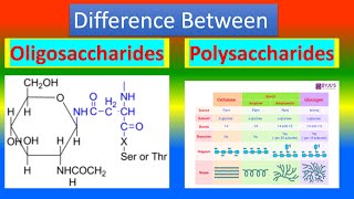 Difference Between Oligosaccharides and Polysaccharides [upl. by Abekam]